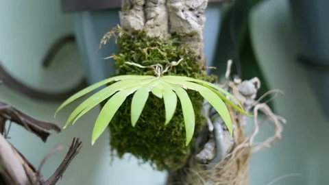 Touching tiny Orchid Ornithocephalus gladiatus closeup. Green living monopodial, Stock Footage 99604120