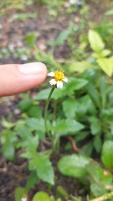 Touching Tiny Tenderly Stock-Footage 296045983