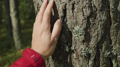 Touching tree bark connection with nature Stock Footage 318162230