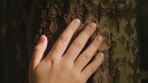Touching a tree on sunny day in the park close up macro. Human in the forest Stock Footage 252697638