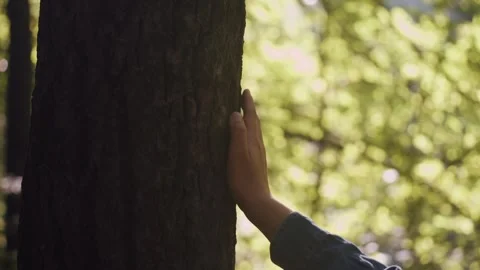 Touching a tree on sunny day in the park close up macro. Woman n in the forest Stock Footage 254432220