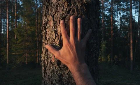 Touching the trunk of a tree in the evening forest. Foto stock