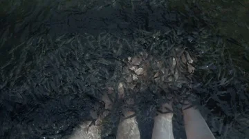 Touching two pairs of bare feet in the water full of Garra Rufa. Spa treatment Stock Footage 85537508
