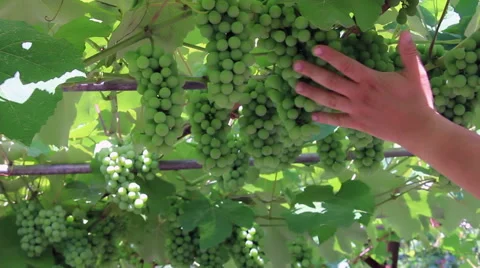Touching the vine grape Stock Footage 53231962