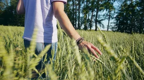 Touching wheat Stock Footage 11428297