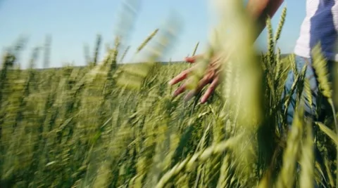 Touching wheat Stock Footage 11428306