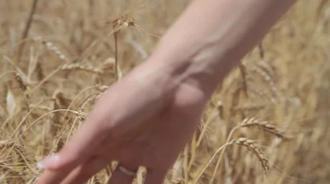 Touching the wheat 動画素材 40298958