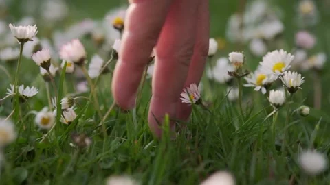 Touching white daisy on the green grass Stock Footage 154250769