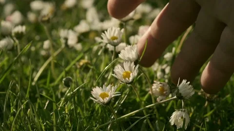 Touching white daisy on the green grass Stock Footage 154251832