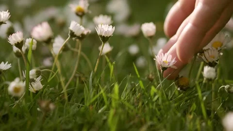 Touching white daisy on the green grass Stock Footage 154252652