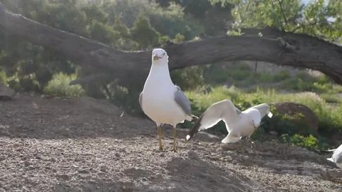 A Tough Gull Stock Footage 133537169