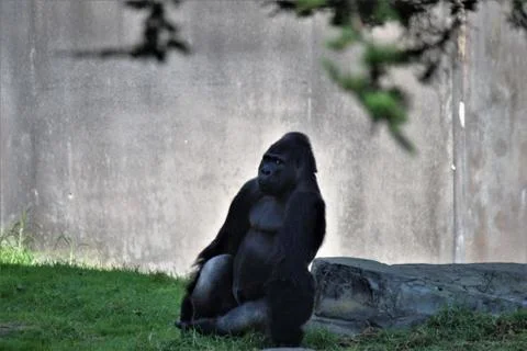 Tough Guy Fotos Stock