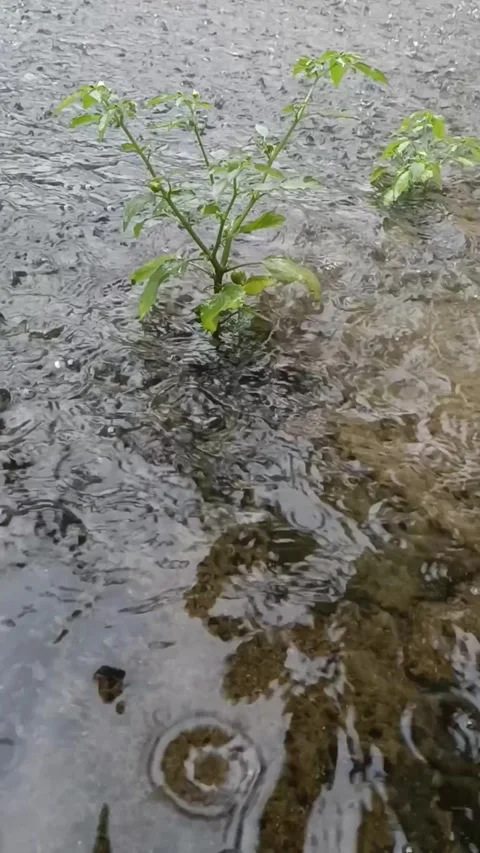 A Toughness Stock Footage 261183657