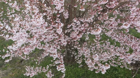 Toukai Cherry Blossom Stock Footage 330169804