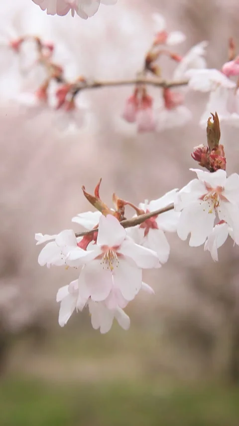 Toukai Cherry Blossoms Up Close and the Tree-Lined Avenue 스톡 동영상 330169737