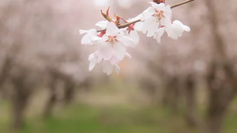 Toukai Cherry Blossoms Up Close and the Tree-Lined Avenue Vídeo Stock 330169855