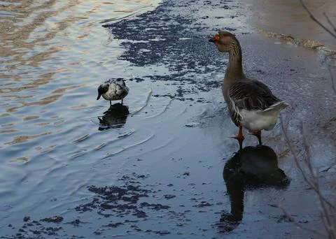 A Toulouse goose on ice Stock Photos