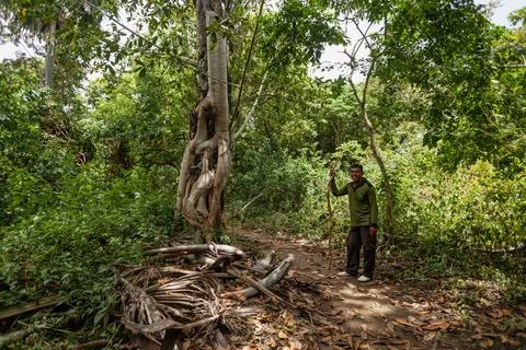 A tour guide standing next to a multi-stem tree Stock Photos