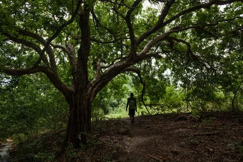 A tour guide walking under the tree in the jungle Stock Photos