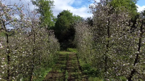 Tour of the rows of apple trees Vídeo Stock 153981626