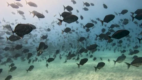 Tour through schools of fish at the bottom of the sea with calm water Stock Footage 280940615
