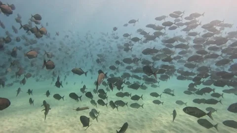 Tour through schools of fish at the bottom of the sea with calm water. Stock Footage 284217446