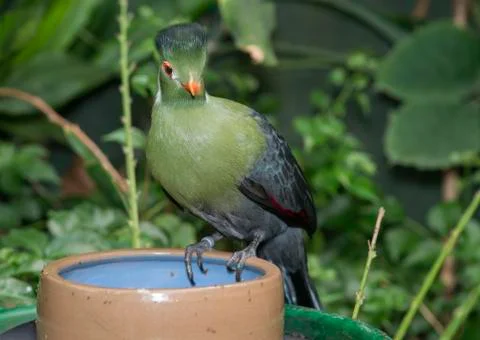 Touraco Stock Photos