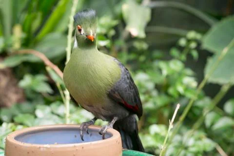 Touraco Stock Photos