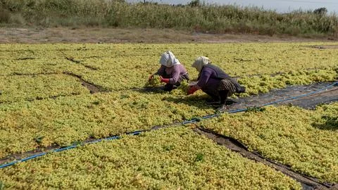 Tourism Grapes Drying on Large Scale Field in Denizli, Turkey Stock Photos