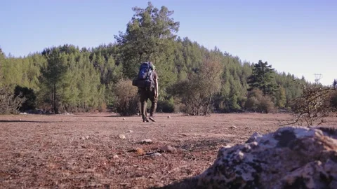 Tourism, hiking, guy with a backpack Stock Footage 200878393