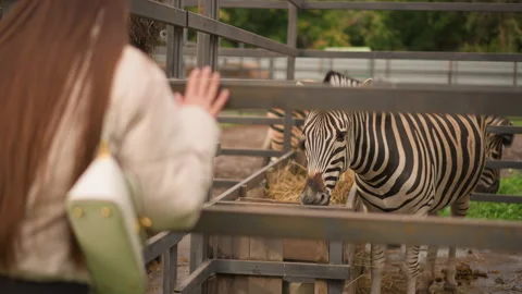 Tourist and zebra interaction captured in muddy enclosure under cloudy weather Stock Footage 329455051