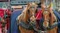 Tourist attraction chariot in Berlin HD Footage