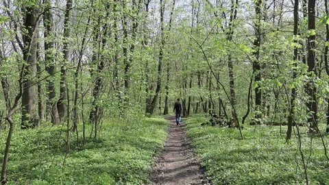 A tourist with a backpack walks along a forest path Stock Footage 264090120