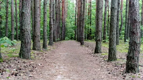 Tourist with a backpack walks in the forest between the pines the View of Stock Footage 94473302