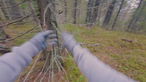A tourist breaks dry branches from trees for a future bonfire. Stock Footage 320132418