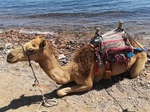 Tourist camel in dahab Stock Photos