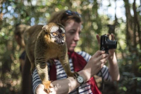 Tourist with a Common Brown Lemur (Eulemur fulvus) on Lemur Island, Andasibe, Stock Photos