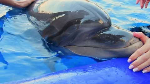 Tourist cuddle cute dolphin named Monica in dolphinarium. Batumi Georgia Dolp Video stock 203025166