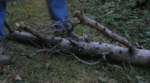 Tourist cuts branches Stock Footage 12149501