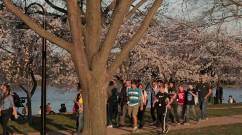 Tourist dc cherry blossoms Stock Footage 37628125