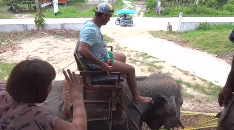 Tourist on elephant 動画素材 48531392