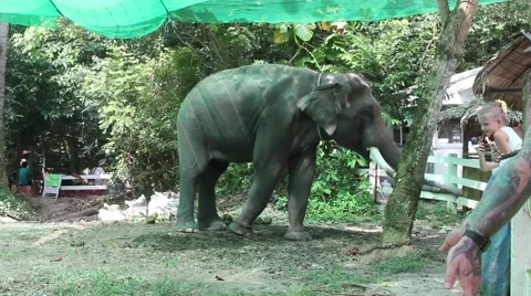 Tourist Feed Elephant Stock Footage 51051385
