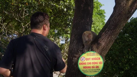 Tourist Feeding Wild Macaque Monkey Next to Warning Sign at Linh Ung Pagoda Stock Footage 340045030
