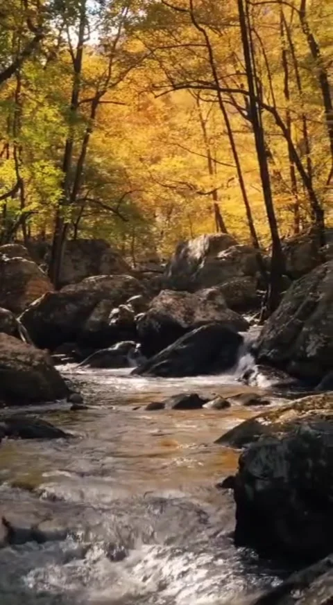 Tourist forest Stock Footage 242224289