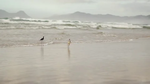 Tourist getting to know Florianópolis Video stock 162511929