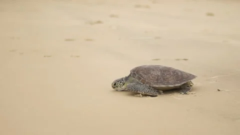 Tourist getting to know Florianópolis Stock Footage 162512757