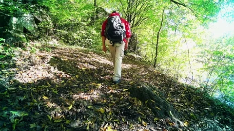 Tourist goes along the forest path Stock Footage 80598982