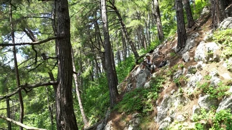 A tourist guy is sitting on a mountainside in a pine forest among rocks Stock Footage 249473754