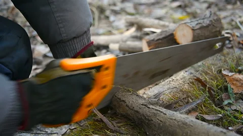 Tourist harvests firewood Stock Footage 101320968