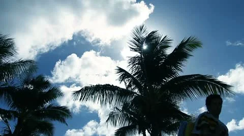 Tourist palm tree Stock Footage 8997899